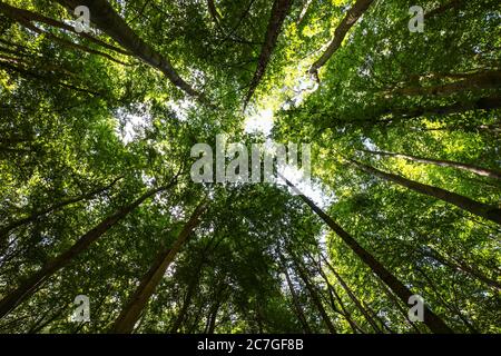 Herzform im Wald Baumkronen im Nationalpark Jasmund, Rügen, Deutschland, Teil des UNESCO-Welterbes der `Alten und Urbuchswälder. Stockfoto